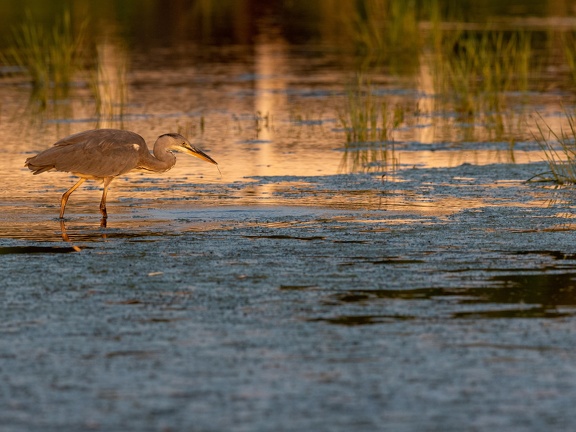 Heron in evening light