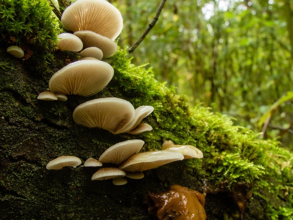 Mushrooms in a forest