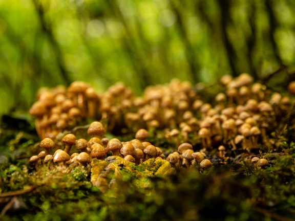 Bunch of mushrooms