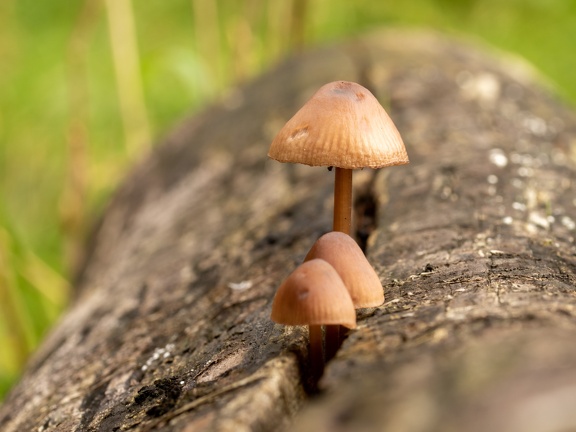 Funghi on a log