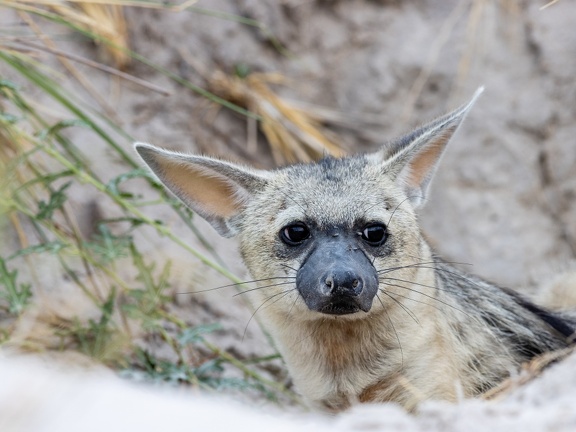 Aardwolf peeking out its burrow