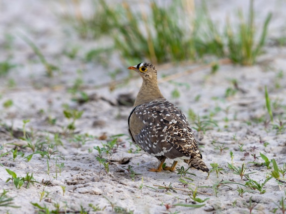 Double-banded Sandgrouse