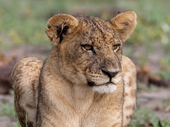 Relaxed lion