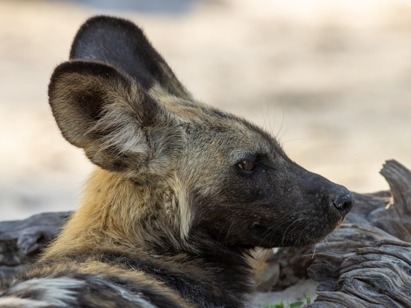 Wild dog close-up