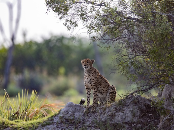 Cheeatah on the look-out