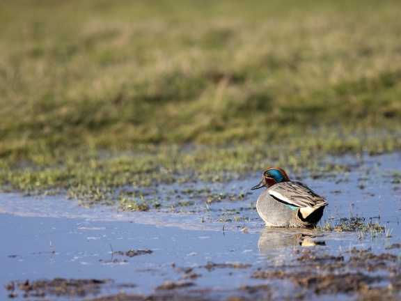 Wintertaling in de groenzoom