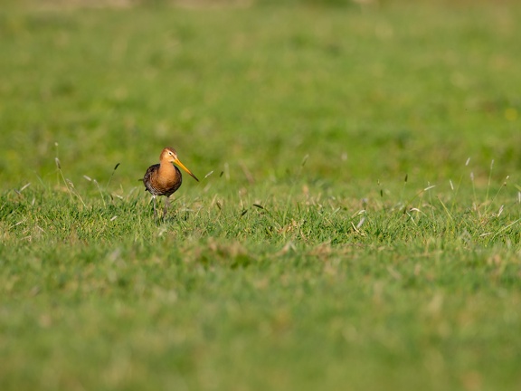 Grutto in het gras
