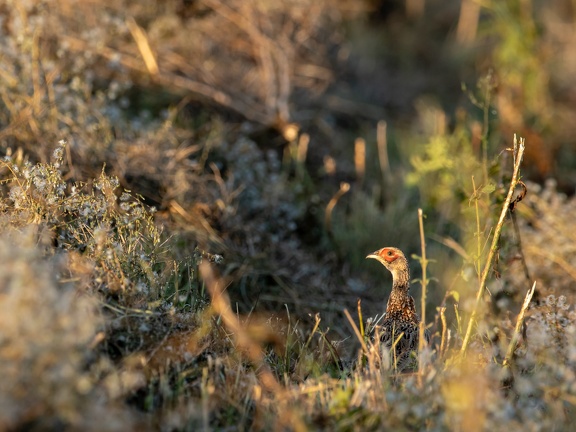 Red cheeks of a Pheasant