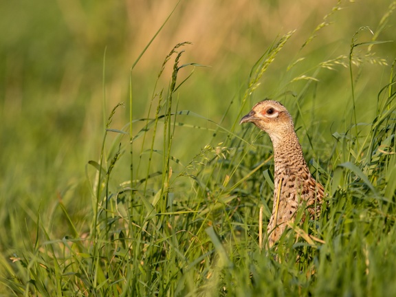 Pheasant in green grass