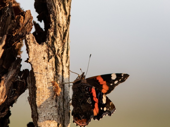 Atalanta butterfly climbs a tree