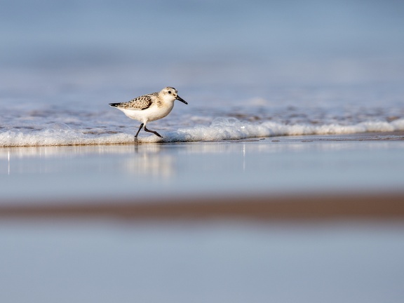 Sanderling at the beach