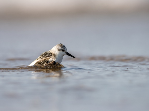 Sanderling coming out of the sea