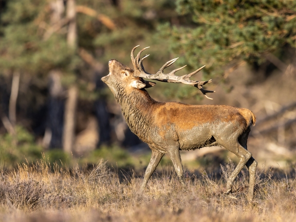 Bellowing Red Deer