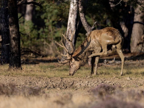 Satisfying an itch after a mudbath