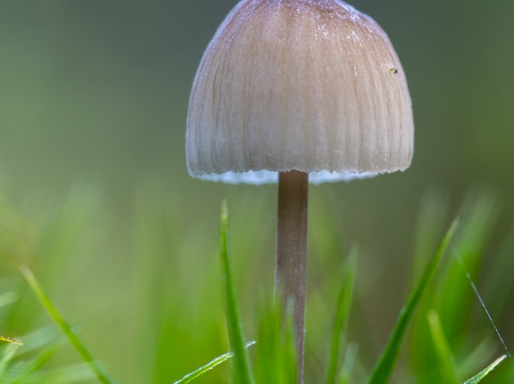 Mushroom in the green grass