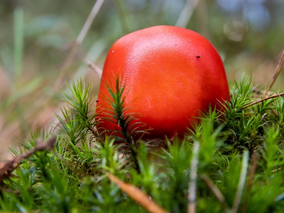 Red mushroom in the green moss
