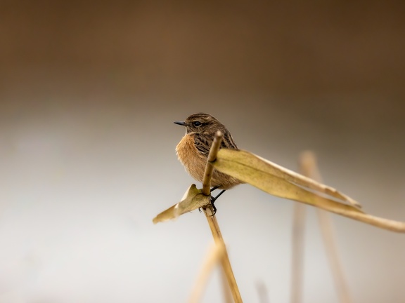 European Stonechat in winter