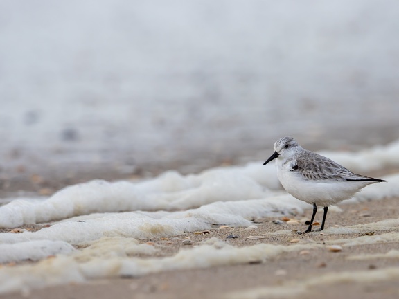 Sanderling in the foam of the waves