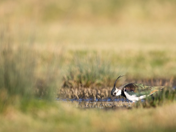 Lapwing in grass