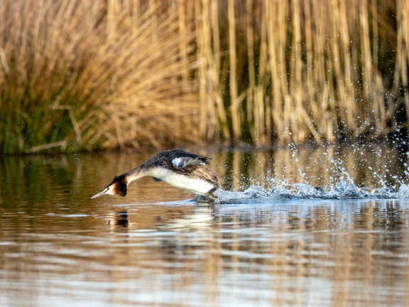 Great crested grebe skims over the water during courtship dance