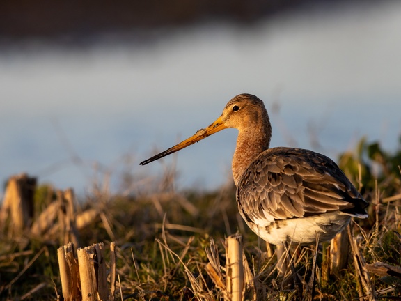 Godwit in evening light