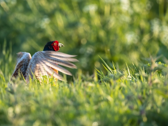 Pheasant spreading its wings
