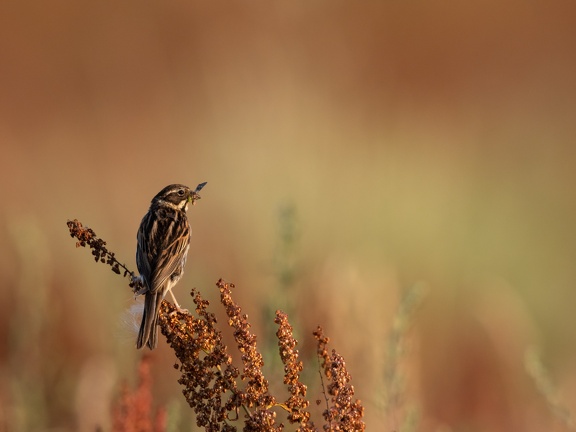 Reed bunting