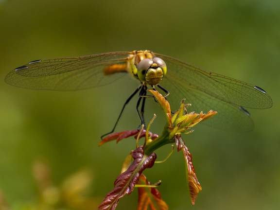 Brown-red heath dragonfly