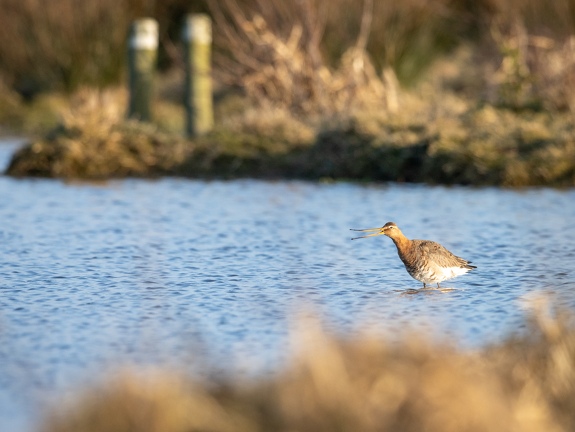 Calling Godwit
