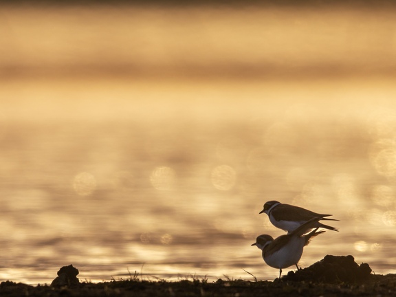 Little plovers..