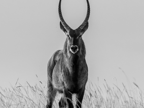 Waterbuck Male