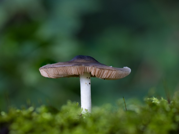 Mushroom in the green