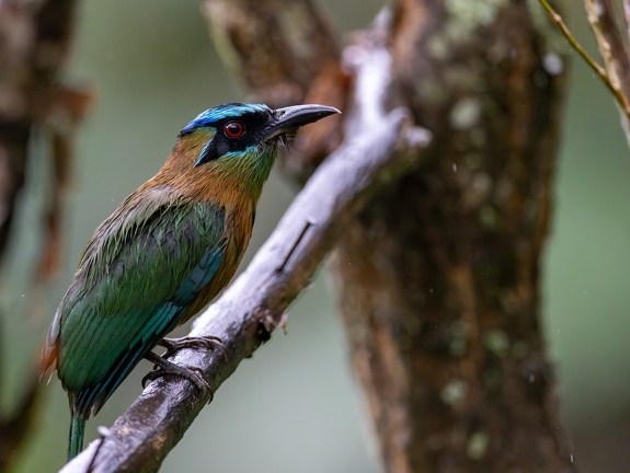 Lesson's motmot