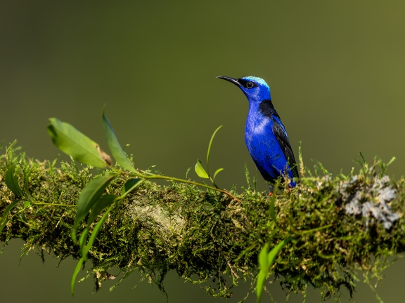 Red-legged honeycreeper