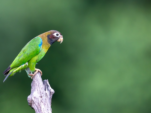 Brown-hooded parrot