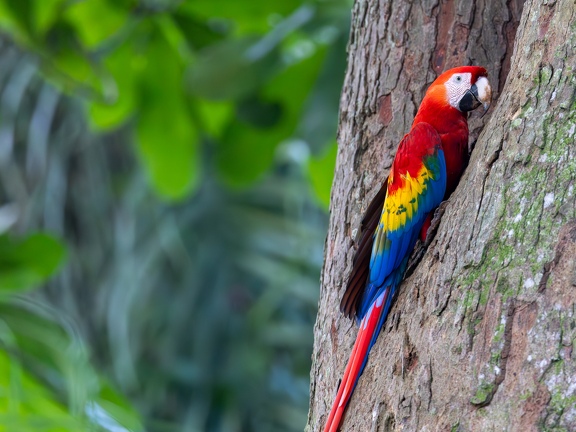 Scarlet Macaw