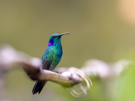 Lesser Violetear