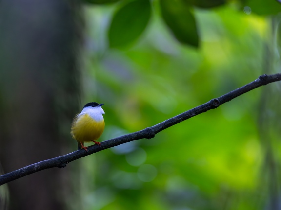 White-collared Manakin