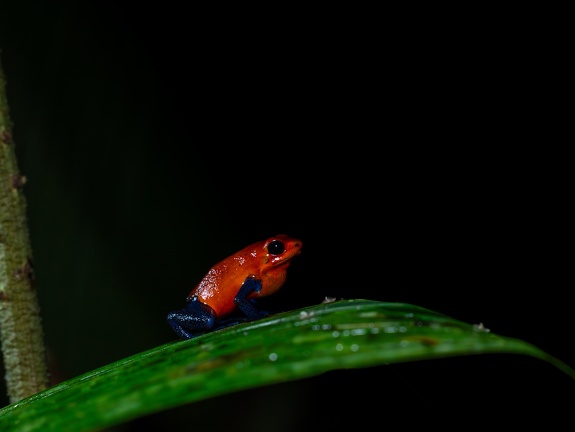 Strawberry Poision Dart Frog