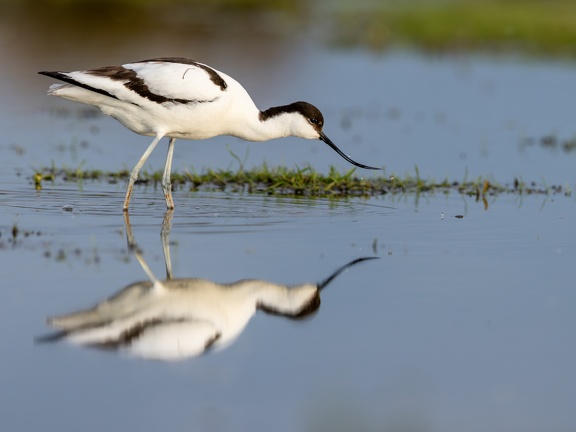 Mirror Avocet