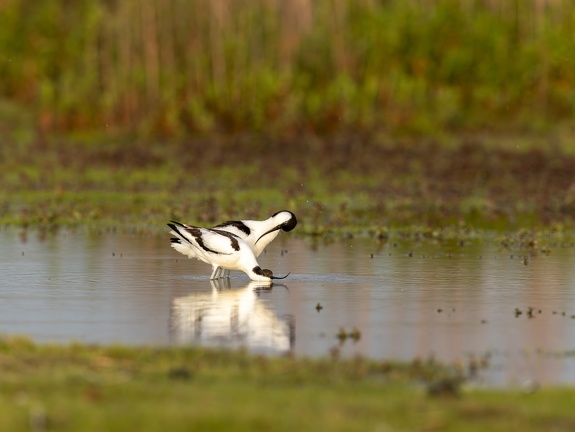 Avocet - Mating Ritual Part II: Washing