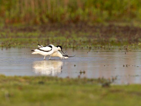 Avocet - Mating Ritual Part III: Throwing Water