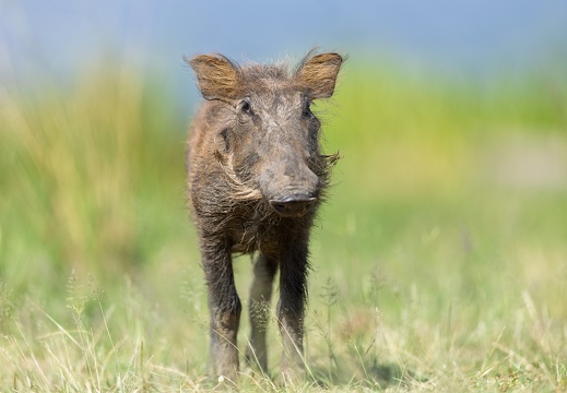 Warthog