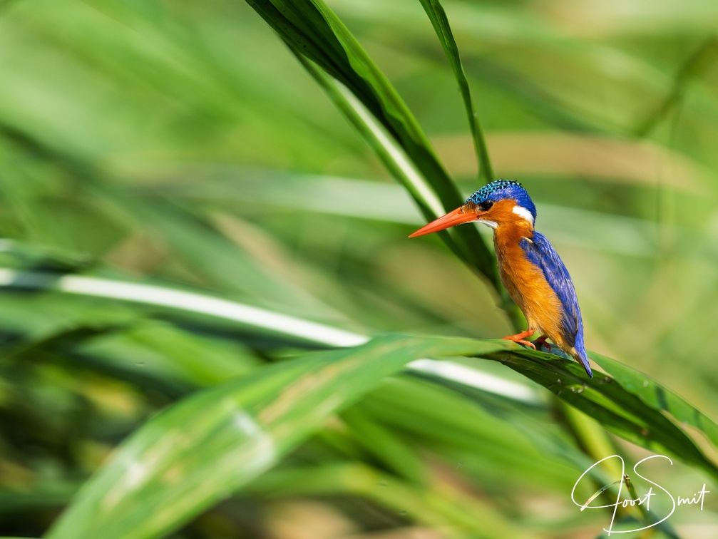 Malachite Kingfisher
