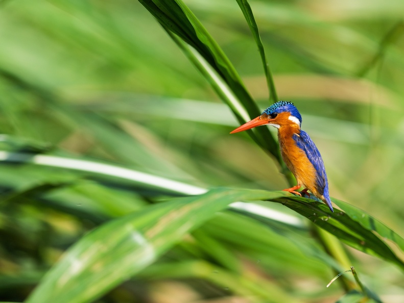 Malachite Kingfisher