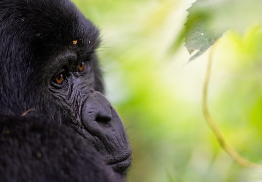 Close-up of a Mountain Gorilla