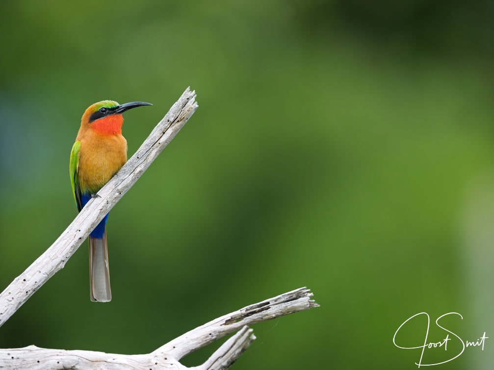 Red-throated Bee-eater
