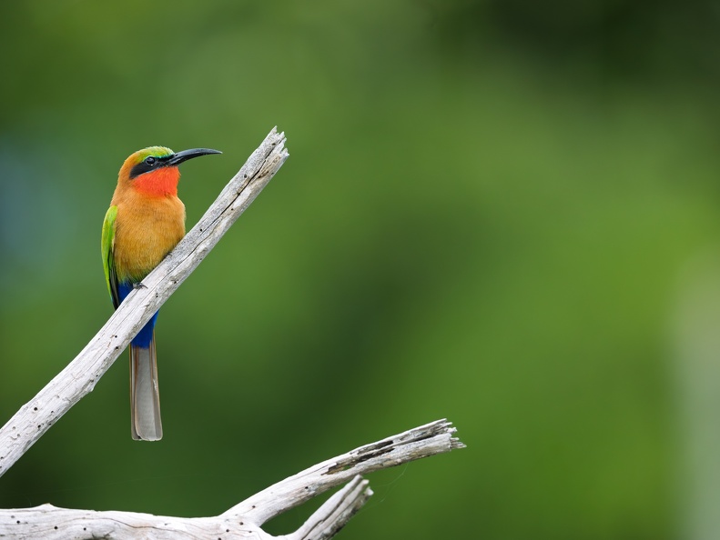 Red-throated Bee-eater