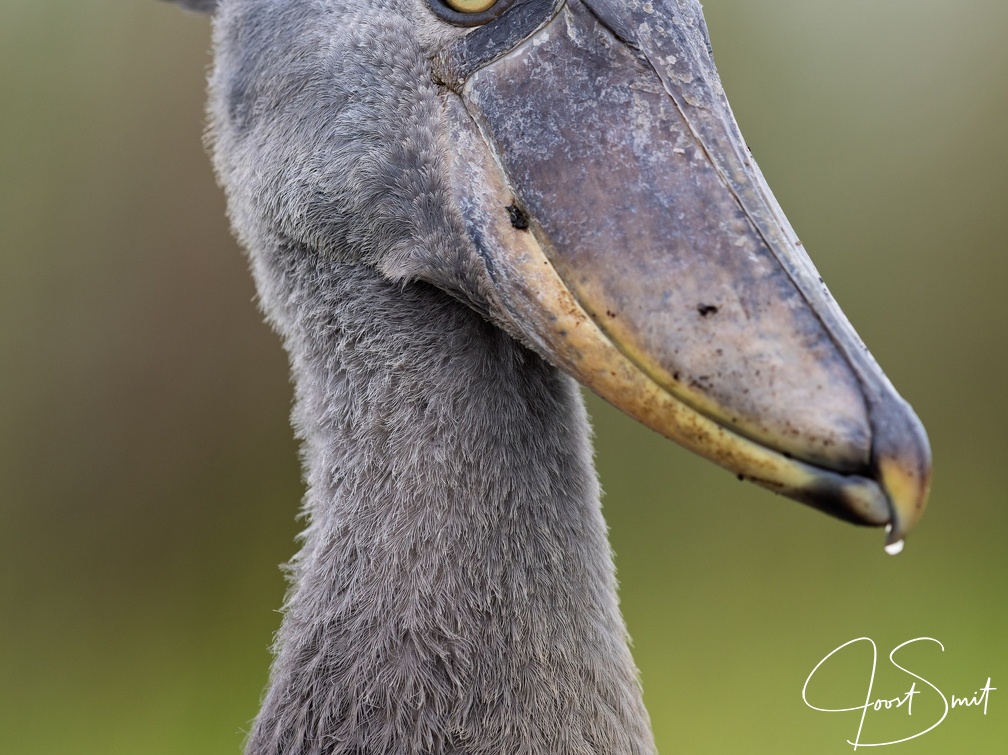 Close-up of a Shoebill