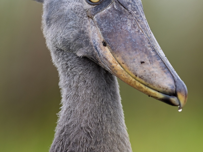 Close-up of a Shoebill